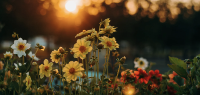 field of flowers